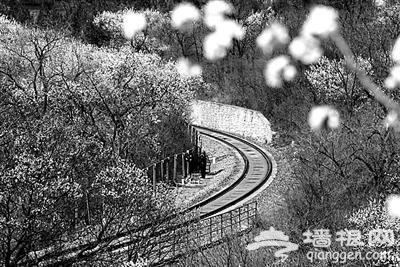 “开往春天的列车”设固定拍摄点供游客拍照