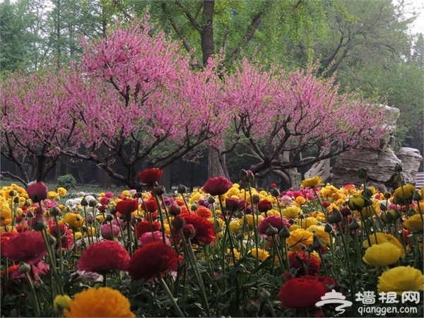 京城最晚的赏花节：2016年香山山花季[墙根网]