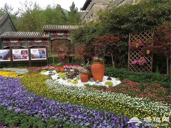 京城最晚的赏花节：2016年香山山花季[墙根网]