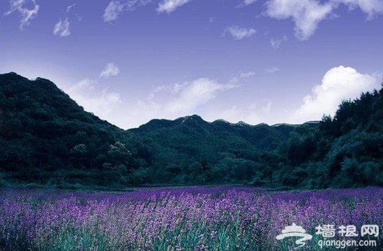 中国九大花海震撼人心 在花儿里感受浪漫
