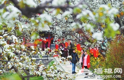 2016第十四届“黄河奇峡·花漾什川”文化旅游节