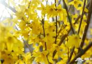 2016年第五届奥森公园春花节奥森春花节