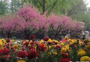 京城最晚的赏花节：2016年香山山花季