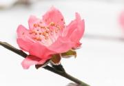 2016年北京平谷桃花音乐节赏花攻略、花期预告及精品路线推荐