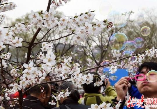 知名景点“人比花多” 不必扎堆！盘点北京192个赏花好去处