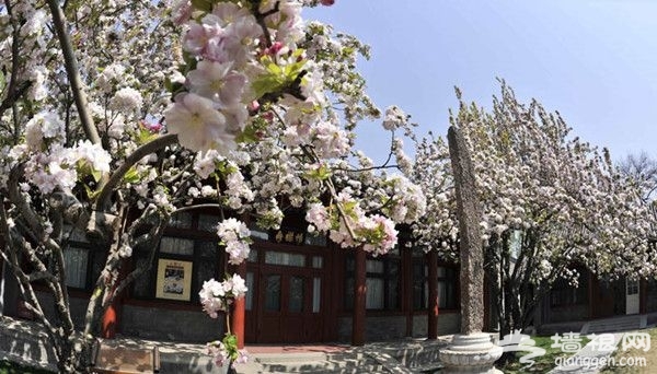 2016年宋庆龄故居海棠花节[墙根网]