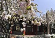 2016年宋庆龄故居海棠花节