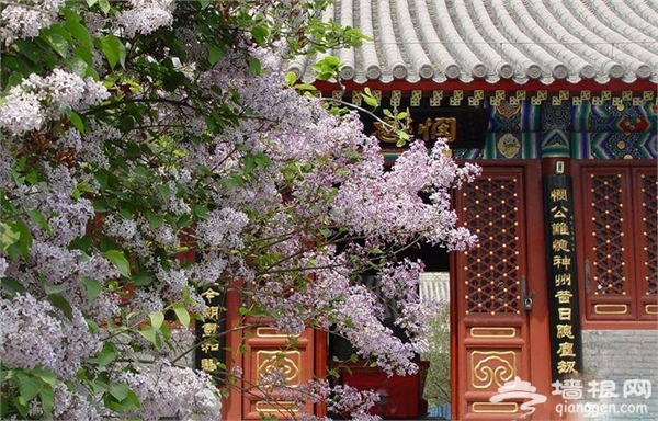 2016年北京戒台寺第二十届丁香节[墙根网]