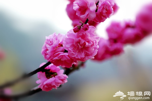 京城花海如烟 已成醉美风景[墙根网]