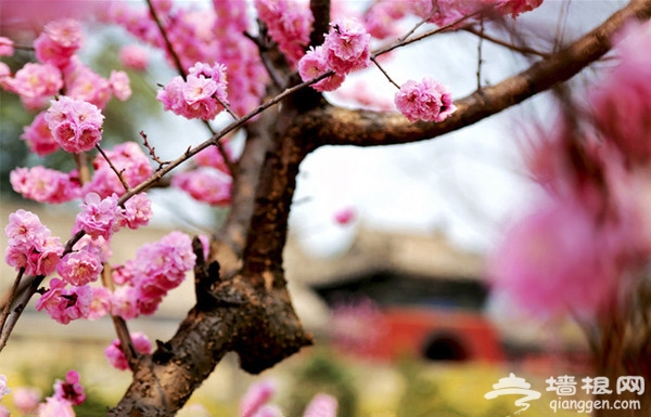 京城花海如烟 已成醉美风景[墙根网]