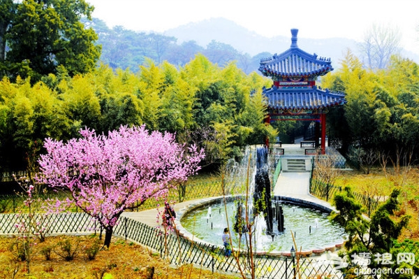 京城花海如烟 已成醉美风景[墙根网]
