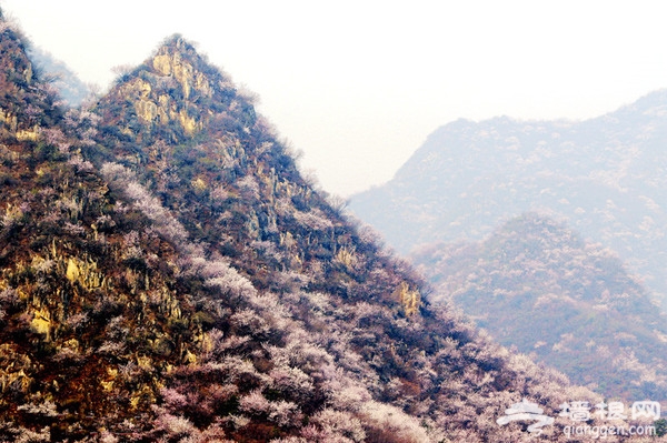 京城花海如烟 已成醉美风景[墙根网]