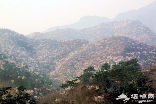 京城花海如烟 已成醉美风景[墙根网]