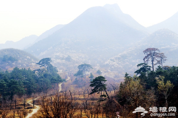 京城花海如烟 已成醉美风景[墙根网]