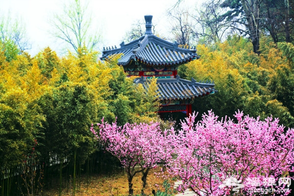 京城花海如烟 已成醉美风景[墙根网]