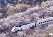 S2线刷公交卡就行 踏青赏景别被黑了