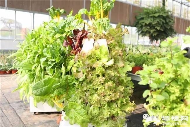 北京通州富通农场春季游玩攻略 采摘赏花高科技野味儿十足[墙根网]
