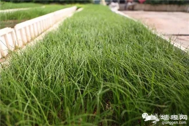 北京通州富通农场春季游玩攻略 采摘赏花高科技野味儿十足[墙根网]