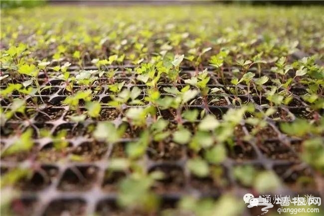 北京通州富通农场春季游玩攻略 采摘赏花高科技野味儿十足[墙根网]