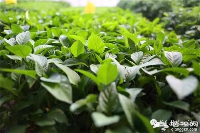 北京通州富通农场春季游玩攻略 采摘赏花高科技野味儿十足[墙根网]