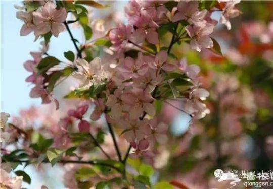 北京通州富通农场春季游玩攻略 采摘赏花高科技野味儿十足