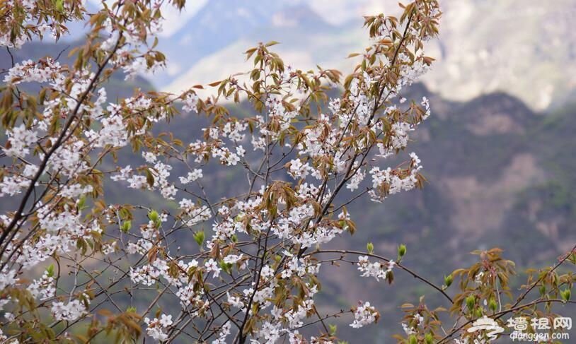 蓟县八仙山发现野生山樱花[墙根网]