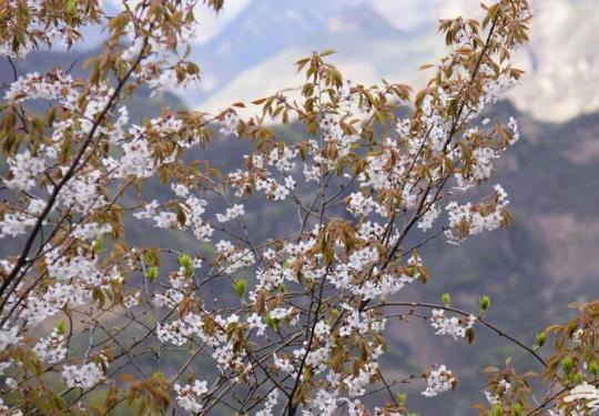 蓟县八仙山发现野生山樱花