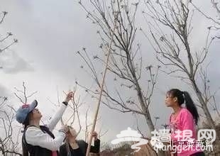 2016北京周边摘香椿的好地方大推荐[墙根网]