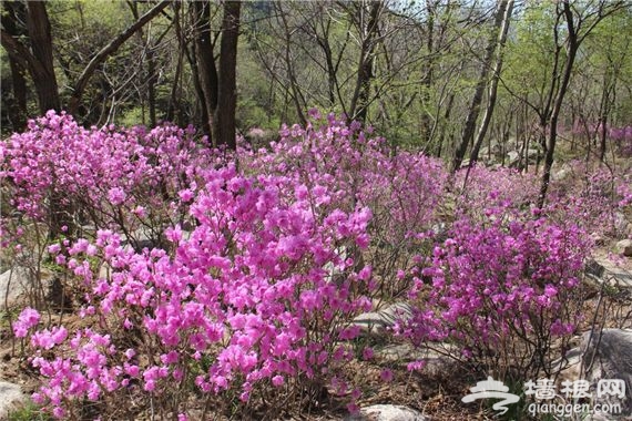 2016北京松山森林公园杜鹃花节[墙根网]