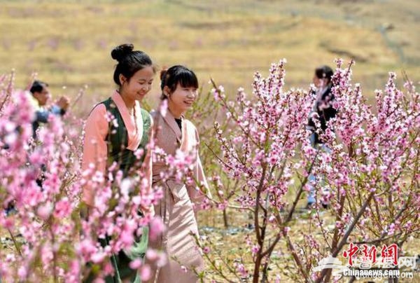 4月23日，拉萨市城关区首届桃花林卡节开幕。身着藏装踏青赏花的市民。李林