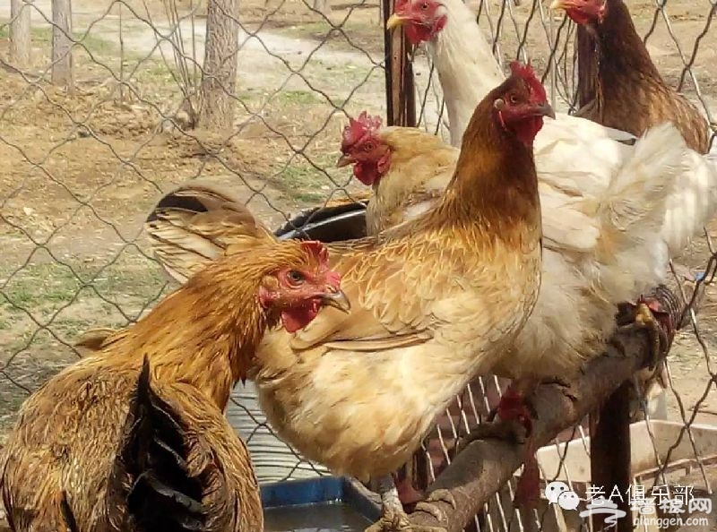 点击查看下一页