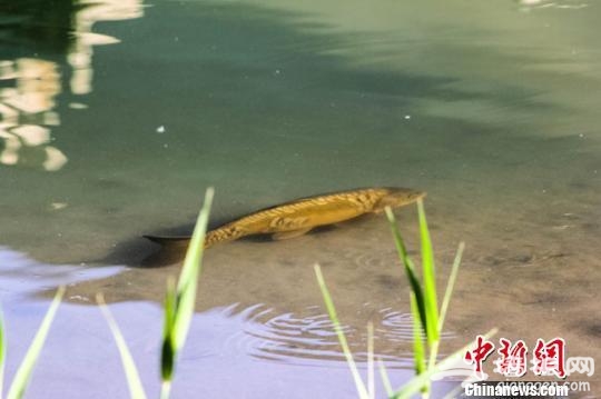 敦煌月牙泉再现罕见“铁背鱼”引游人围观[墙根网]