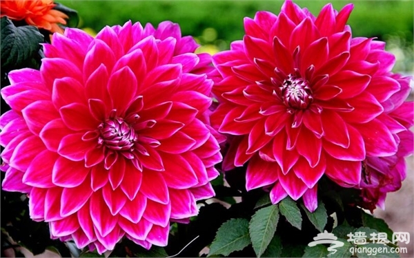 2016哈尔滨香坊花海节
