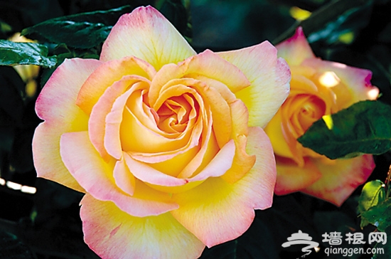 享誉世界的和平玫瑰被赠送给了深圳