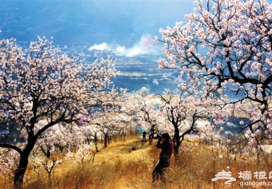 平谷第十八届国际桃花音乐节十大登山步道