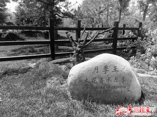 yangbin6534_b