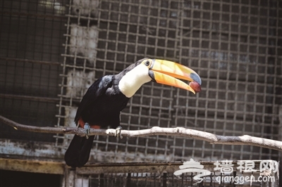去天津动物园 看世界嘴巴最大的鸟