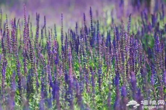 燕郊植物园初夏美拍 带您走进燕郊的绿色[墙根网]