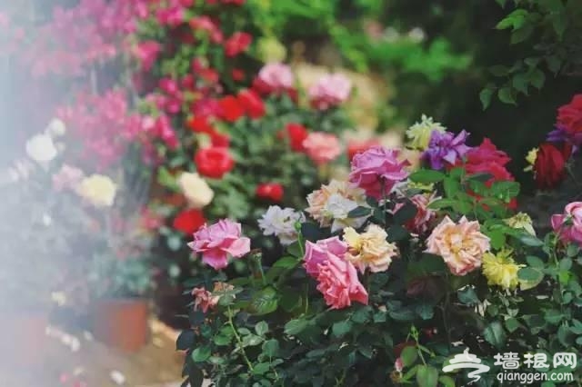燕郊植物园初夏美拍 带您走进燕郊的绿色[墙根网]