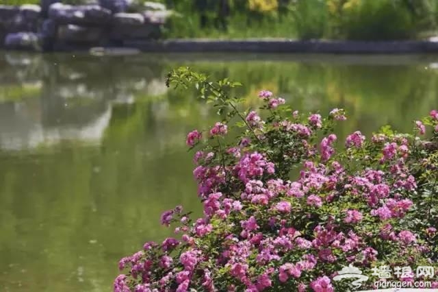燕郊植物园初夏美拍 带您走进燕郊的绿色[墙根网]