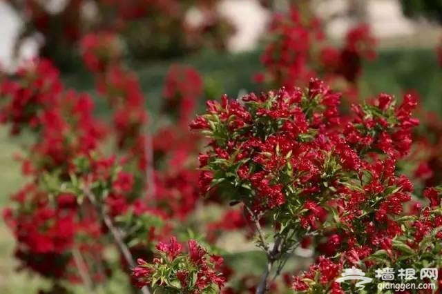 燕郊植物园初夏美拍 带您走进燕郊的绿色[墙根网]
