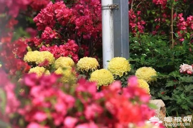 燕郊植物园初夏美拍 带您走进燕郊的绿色[墙根网]