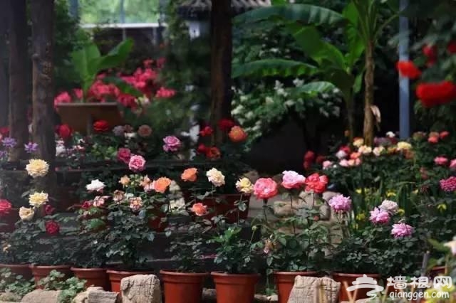 燕郊植物园初夏美拍 带您走进燕郊的绿色[墙根网]