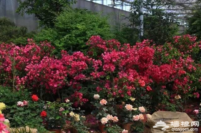 燕郊植物园初夏美拍 带您走进燕郊的绿色[墙根网]
