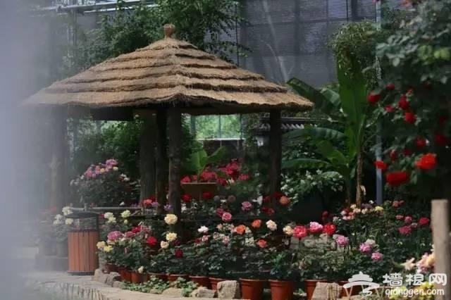 燕郊植物园初夏美拍 带您走进燕郊的绿色[墙根网]