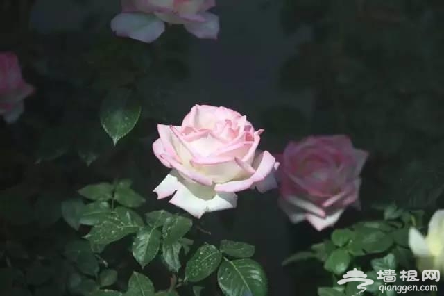 燕郊植物园初夏美拍 带您走进燕郊的绿色[墙根网]
