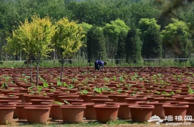 燕郊植物园初夏美拍 带您走进燕郊的绿色[墙根网]