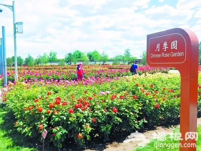 北京园博园 百种月季 连成花海