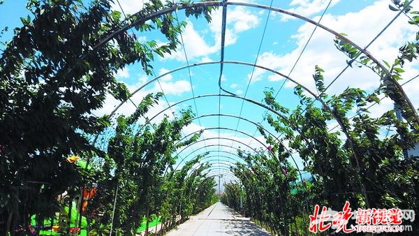 揭秘北京近郊“园林乡村” 千亩林地围绕的果园