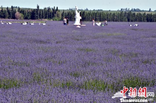 新疆霍城科古尔琴山下万亩薰衣草即将盛开